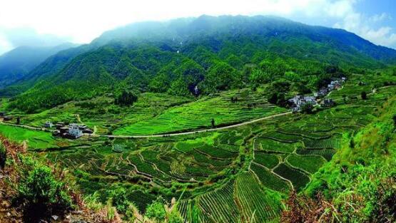 咸寧重振雄風(fēng)推進茶文旅融合，做深做優(yōu)做強茶產(chǎn)業(yè)